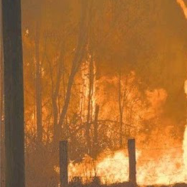 animal toll in our bush fires