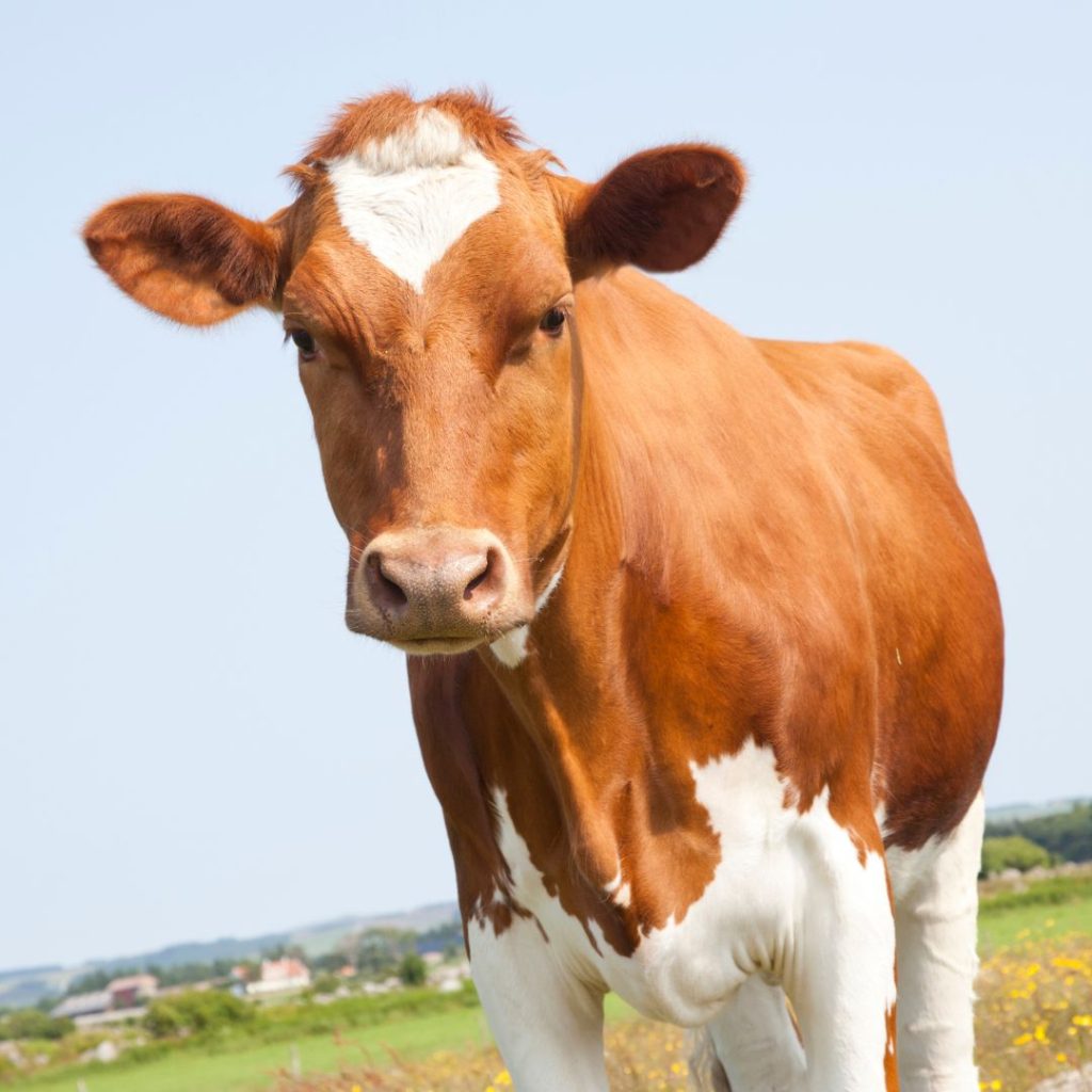 ask fuzzy cattle