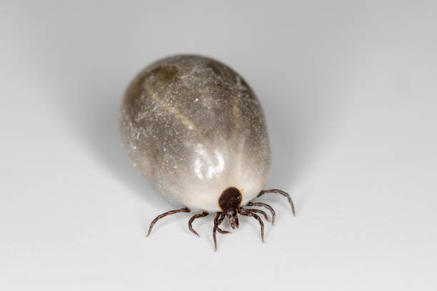 ask fuzzy tick2023