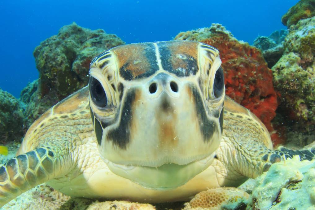 ask fuzzy turtle