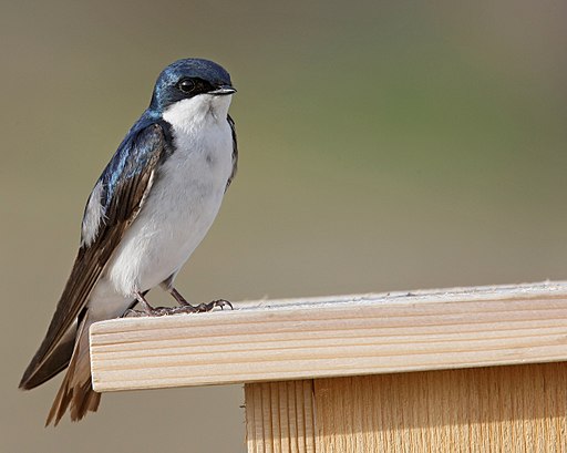 birds warming springs chick mortality