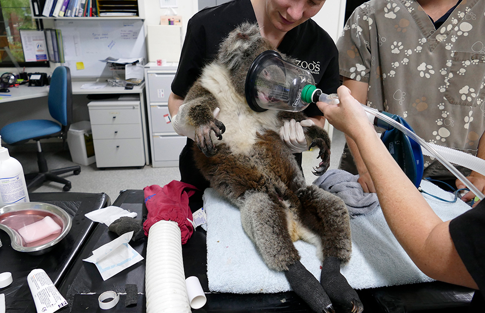 burnt animals on the mend at adelaide zoo as wildlife toll increases to over one billion