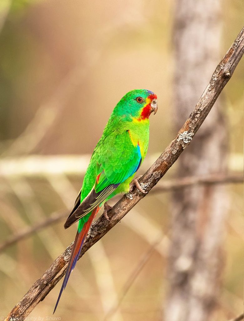 letter premier tas swift parrot