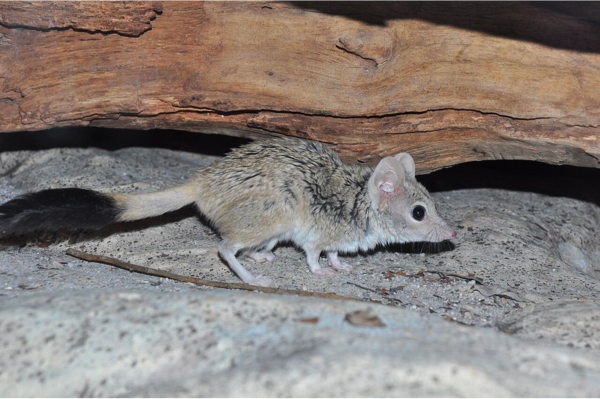 media release stronger environmental laws