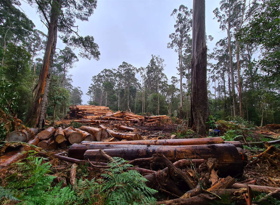 tasmanian forests help solve the climate crisis