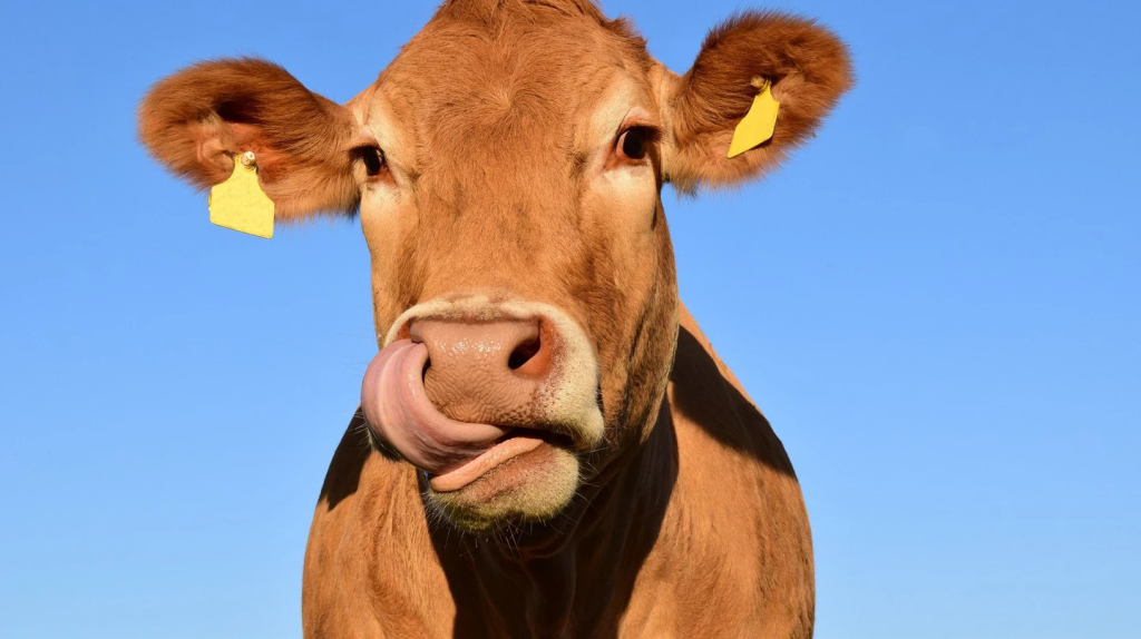 reducing livestock emissions