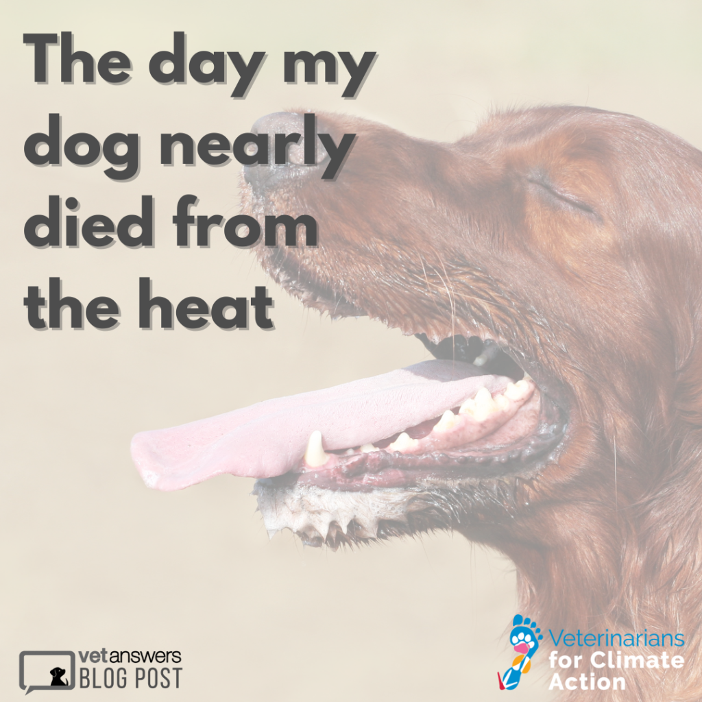 the day my dog nearly died from the heat