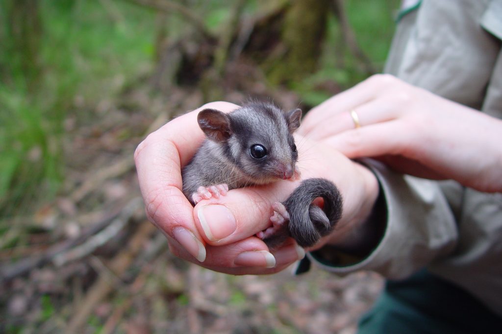 08 - Leadbeater's Possum in Victoria - Credit Dan Harley - Healesville Sanctuary