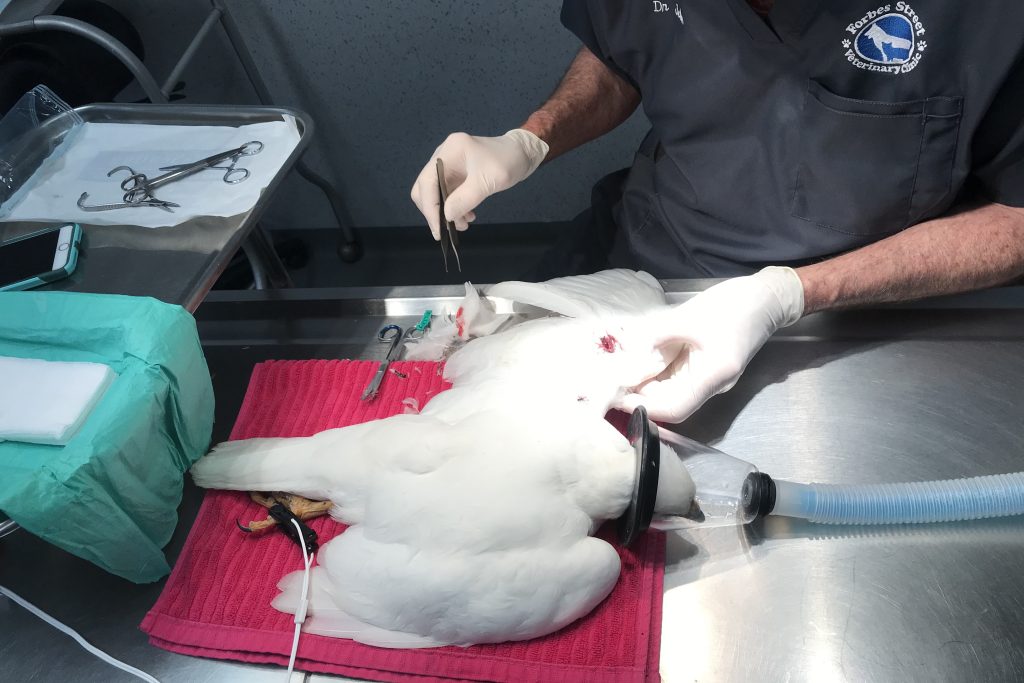 Bird - wing - surgery 2