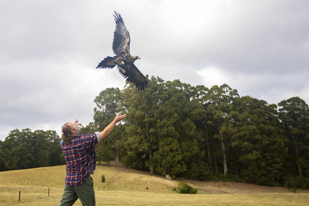 Bird for release