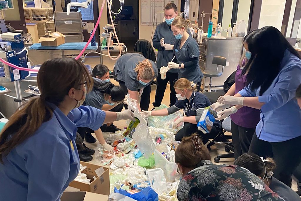 image_Brimbank_Vet_Clinic_team_conducting_a_waste_audit copy