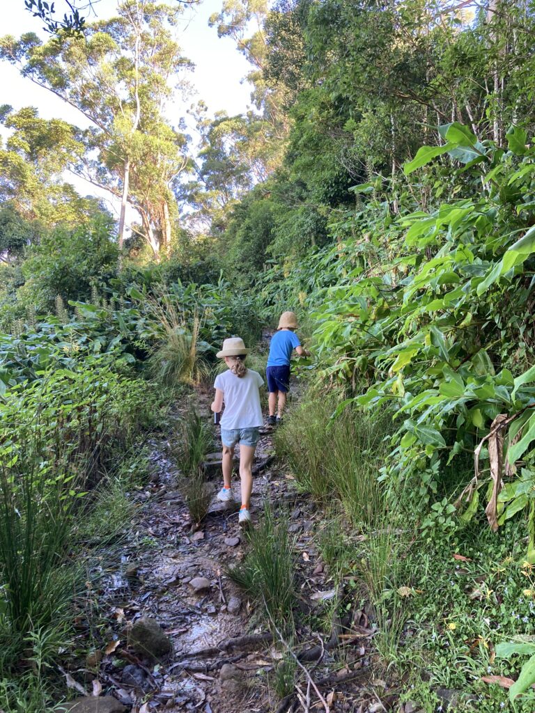Kids on a bushwalk at Mount Keira