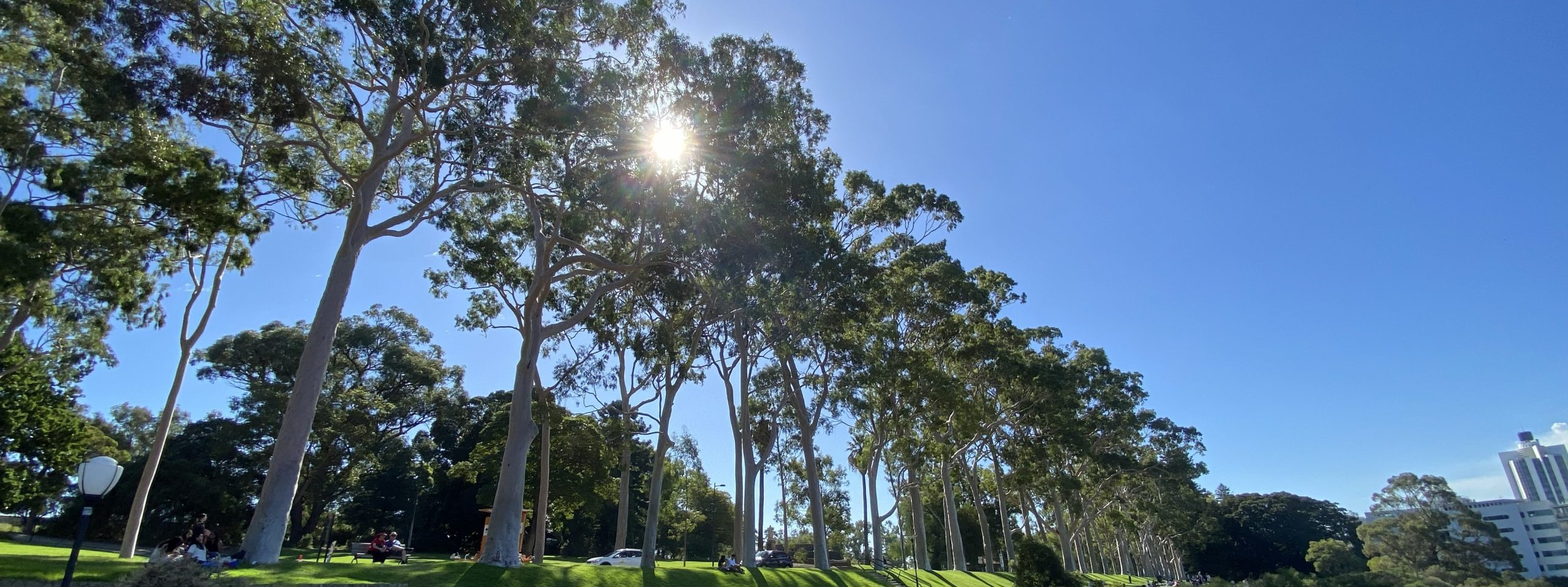Fraser Avenue trees, Kings Park